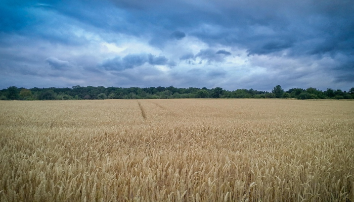 东非坦桑最新疫情:全球健康关注的焦点 东非坦桑最新疫情:全球健康关注的焦点
