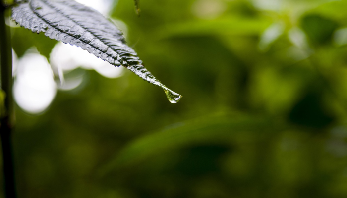 柬埔寨疫情最新通报：最新动态与防疫措施全面解析