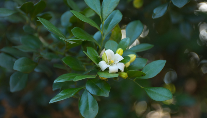 法帕最新疫情:最新动态与健康防护指南 法帕最新疫情:最新动态与健康防护指南