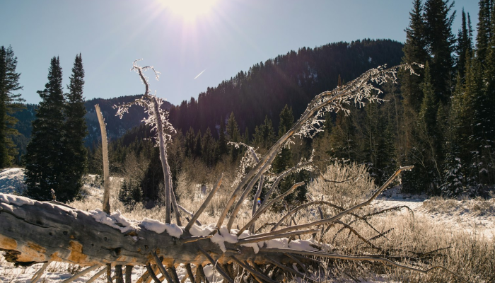 龙泉云和疫情最新消息:探寻自然之美与健康之道 龙泉云和疫情最新消息:探寻自然之美与健康之道