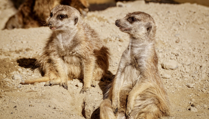 最新的疫情最新动态：全球面临的挑战与应对策略