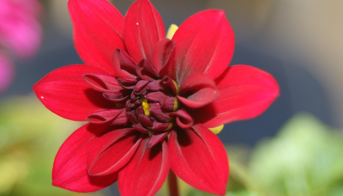 黑山最新疫情动态:跨越挑战,迎接未来 黑山最新疫情动态:跨越挑战,迎接未来